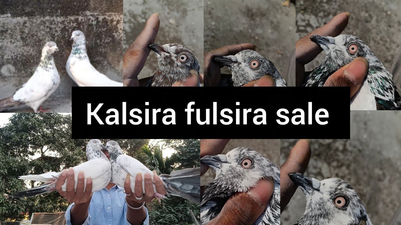 কালসীরা,ফুলসীরা পায়রা Sale #viral #pigeon #kabutar #sale 