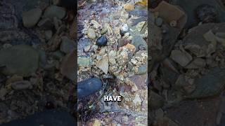 3 in 1 Rock flip.