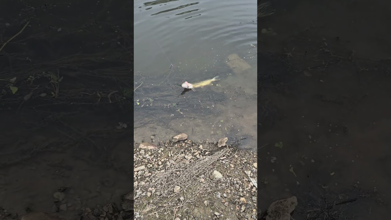 Prise insolite avec de l'escalope de poulet