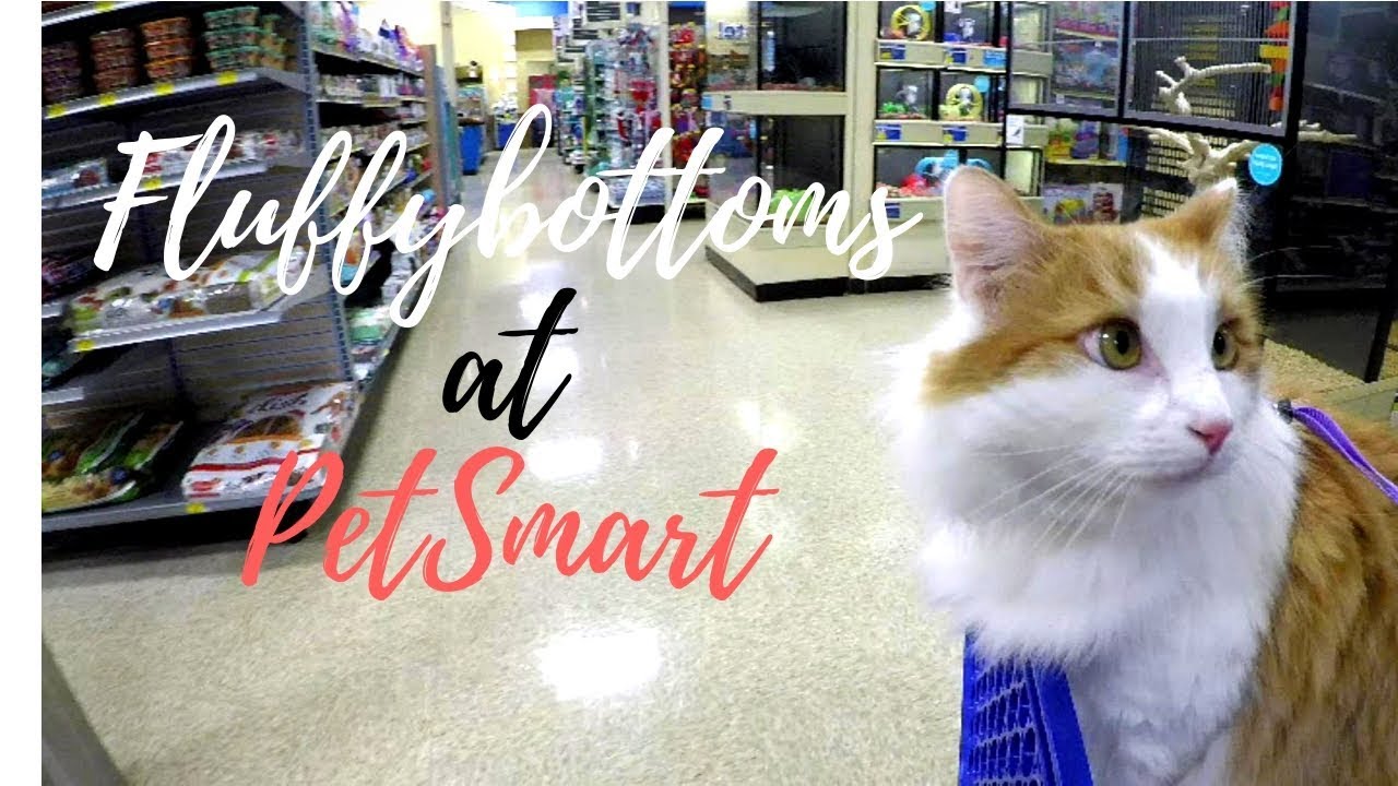 Fluffybottoms the Cat on a Leash Goes to Petsmart YouTube