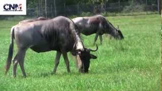 Wildebeests Eating Grass