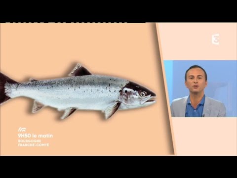 Vidéo: Les bâtonnets de poisson à l'églefin sont-ils bons pour vous ?