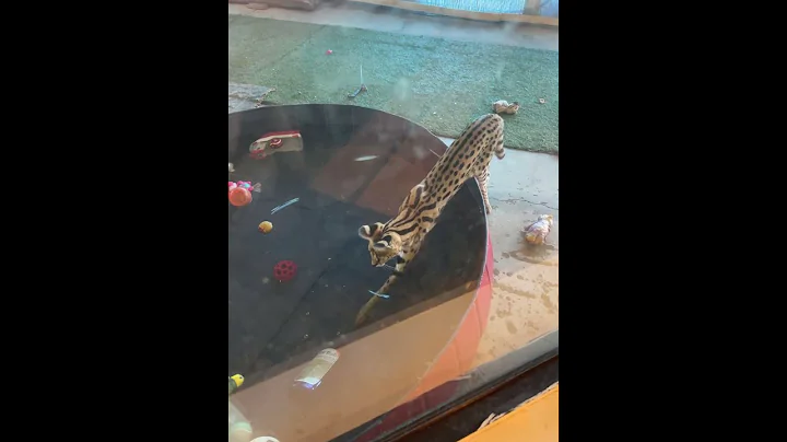 Video 11366981: serval cat pet, cat pet fun, cat games