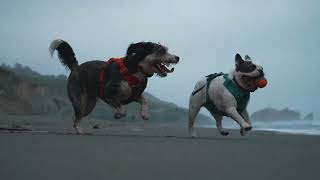 Foggy doggy beach clips