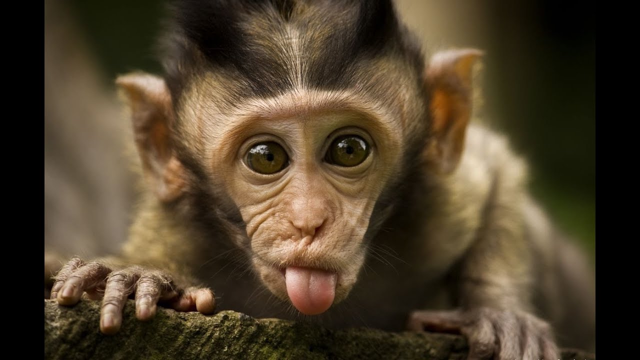 Image of funny baby monkey