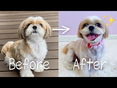 【シーズー】こんなにお顔が変わる？！トリミング行った日のビフォー・アフター🐶