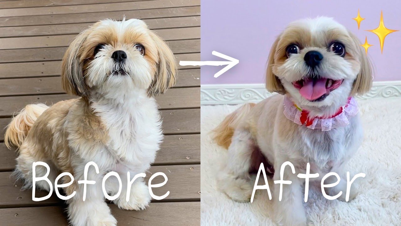 【シーズー】こんなにお顔が変わる？！トリミング行った日のビフォー・アフター🐶