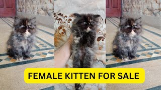 Persian mixed color kitten price in pakistan #persiancatgujranwala by persian cat Gujranwala 101 views 2 months ago 3 minutes, 40 seconds