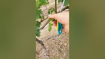 How prune grape🍇tree #farming#pruning#agriculture#satisfying #grape