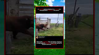 Too Close! Angry Bull Charges Farm Gate#closecall #animalattack #farmsecurity #wildinstincts Too Close! Angry Bull Charges Farm Gate#closecall #animalattack #farmsecurity #wildinstincts