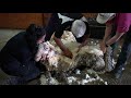 Baarack shorn of 35kg fleece