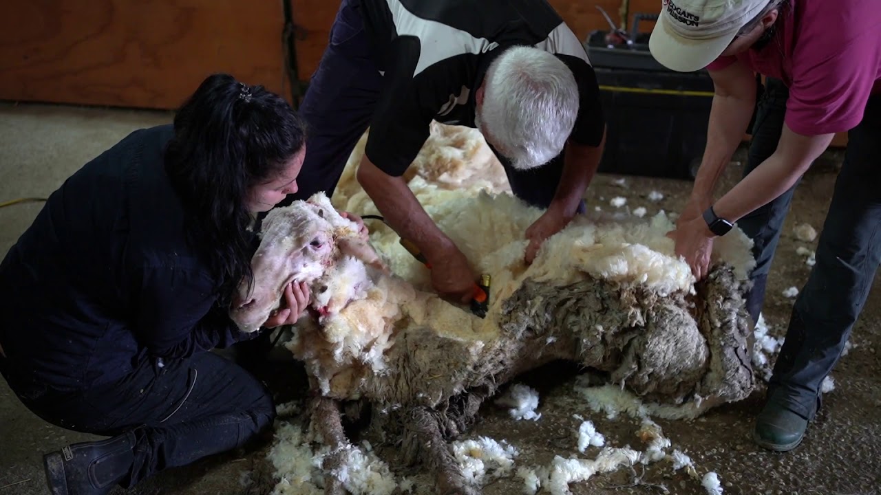 Baarack Shorn Of 35kg Fleece YouTube