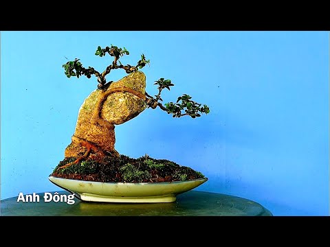 Cách làm một cây bonsai bám đá đơn giản