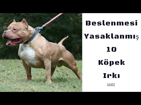 Beslenmesi yasaklanmış 10 köpek ırkı