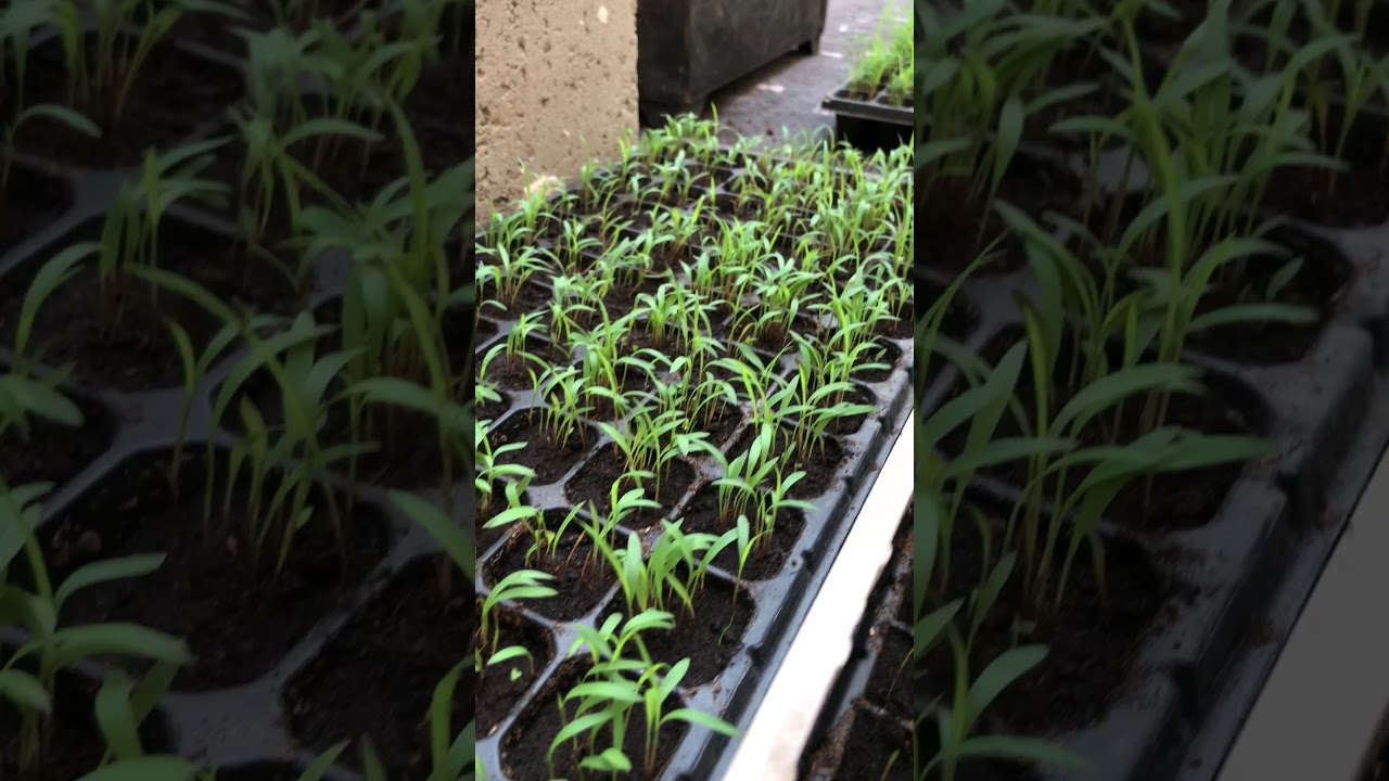 الفرق بين البونيكام والبلوبانك في الطول وعرض الورقه جزء2