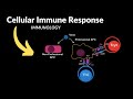 Cellular Immune Response (+ Immunity to Viruses and Interferons)