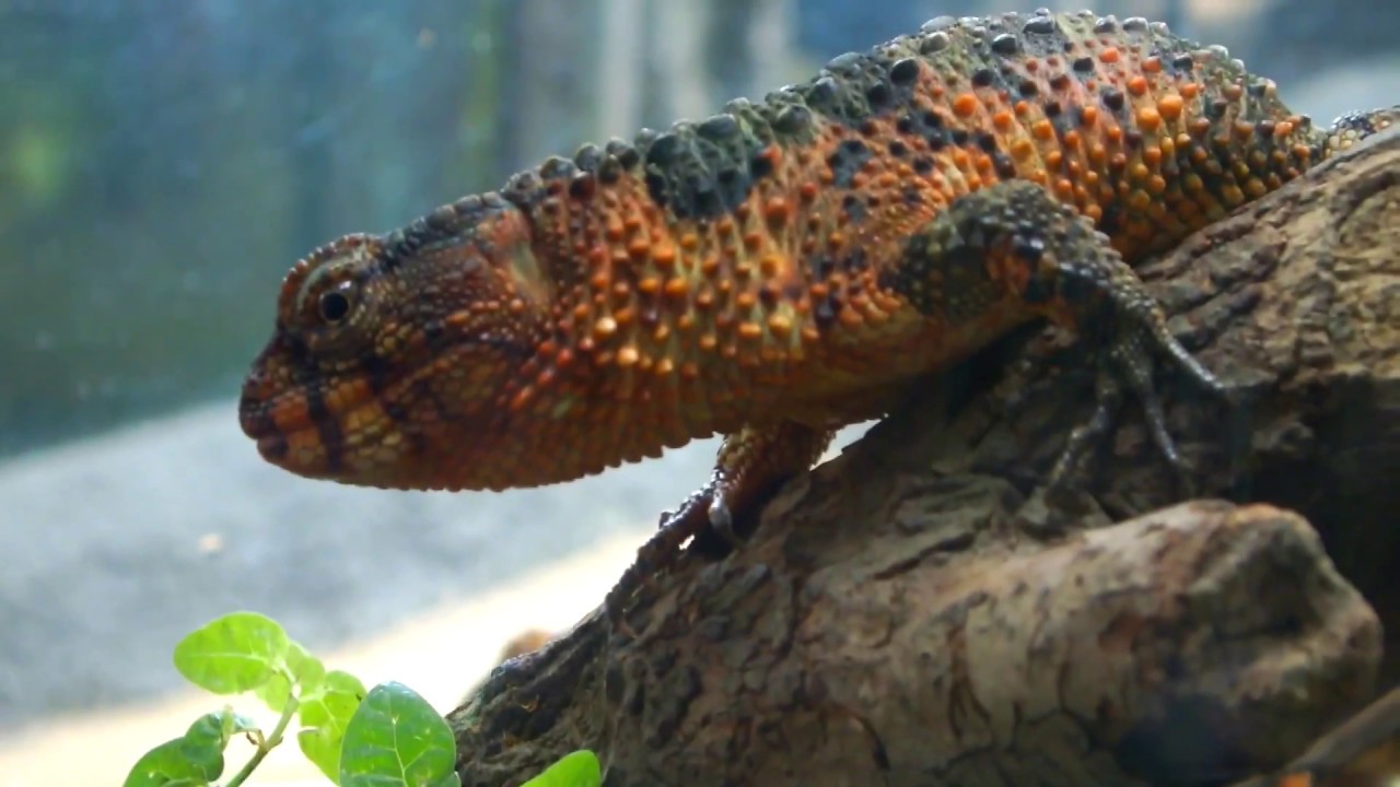 kawaii emoticons Cool reptiles. Chinese crocodile lizard.t.Ueno Zoo.素敵な爬虫類。チュウゴクワニトカゲ。上野動物園。