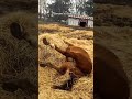 When American Horses Think They Own The Whole Ranch#HorseMemesUS #FunnyRanchLife
