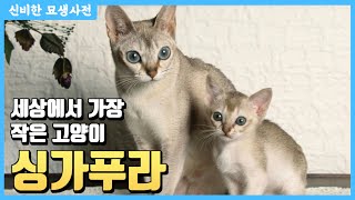 세상에서 가장 작은 고양이 싱가푸라