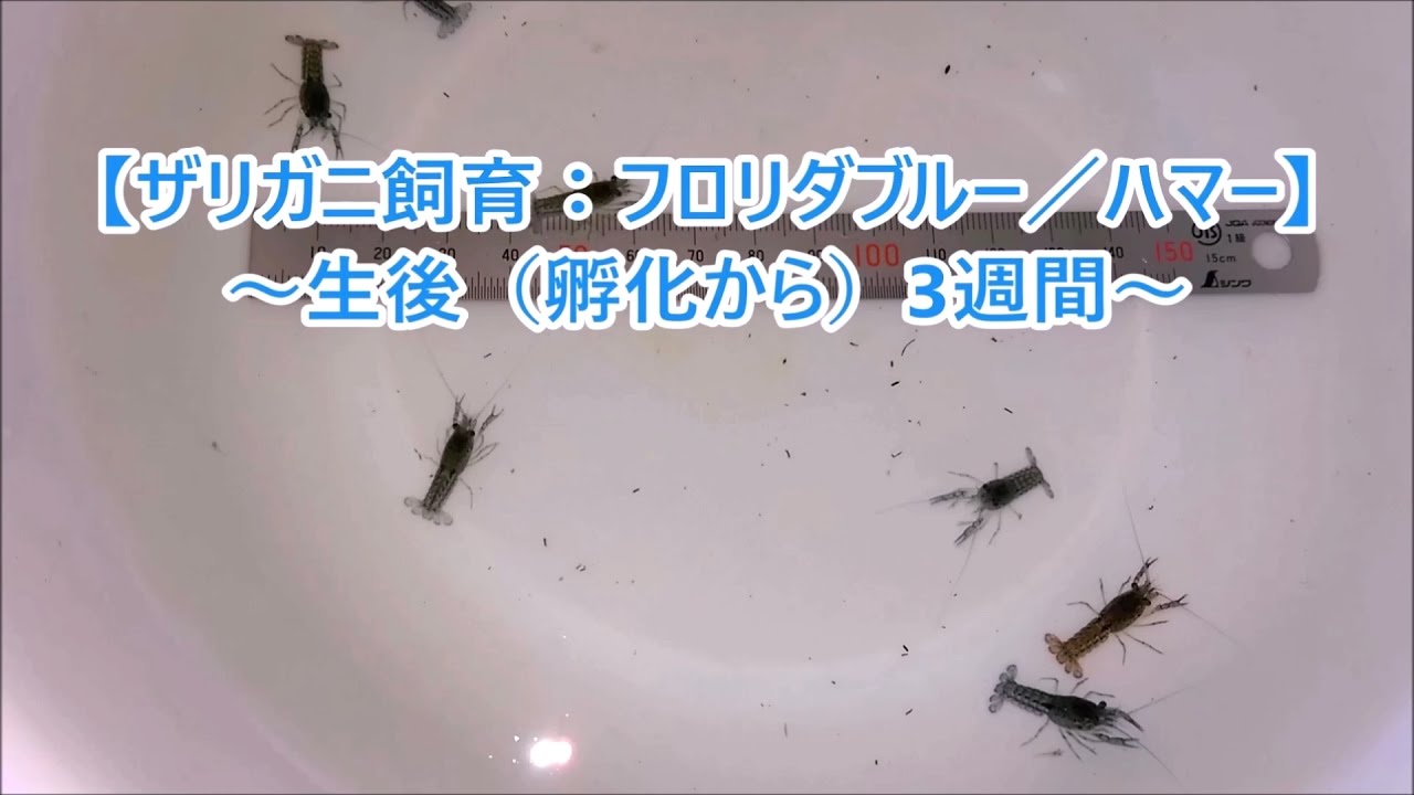 ザリガニ飼育 フロリダブルー稚ザリ エビとメダカの救出と大掃除 Crayfish Youtube