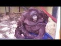 MONKEY FALL HAHAHA 2x SPEED