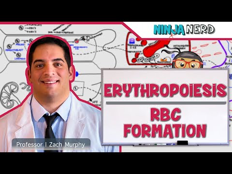 Hematology | Erythropoiesis: Red Blood Cell Formation: Part 1