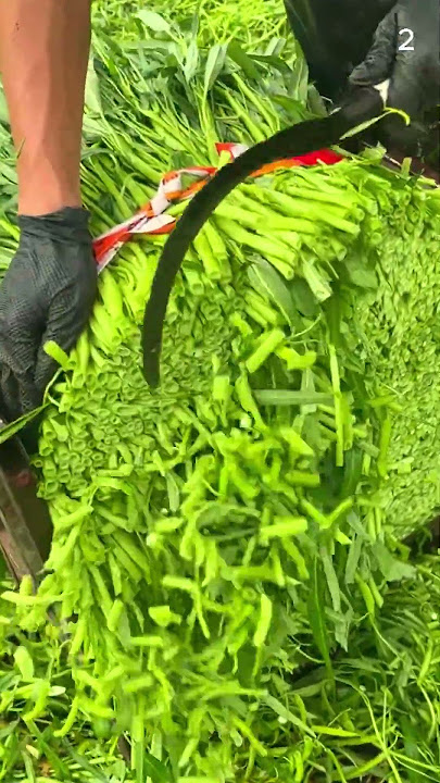 Super tajam!! Alat ini dapat memotong pangkal pohon kangkung dengan mudah #shorts