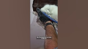 Firefighters save cat stuck in wall