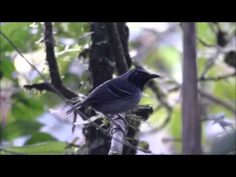 Black faced Antbird