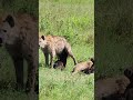 Hyena puppies happy hour. find out why