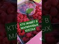 КТО ЖИВЁТ В МАЛИНОВЫХ КУСТАХ //СЕЗОННАЯ РАБОТА // 🐛 // ФИНЛЯНДИЯ #shorts