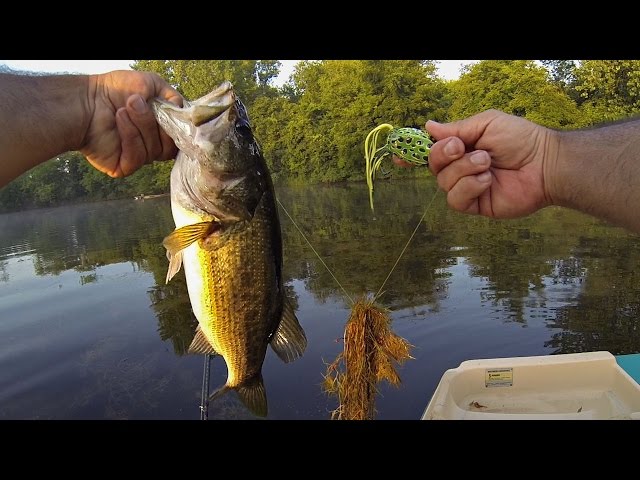 POND BASS FISHING (MIDWEST ROAD TRIP) TOPWATER FROG! 