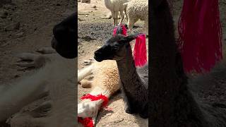 High Andes Vibes: Meeting Peru’s Cutest Lamas and Alpacas 🇵🇪