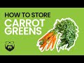 How to Store Carrot Greens