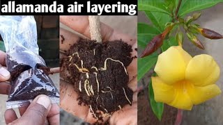 how to propagate allamanda flower plant from air layering