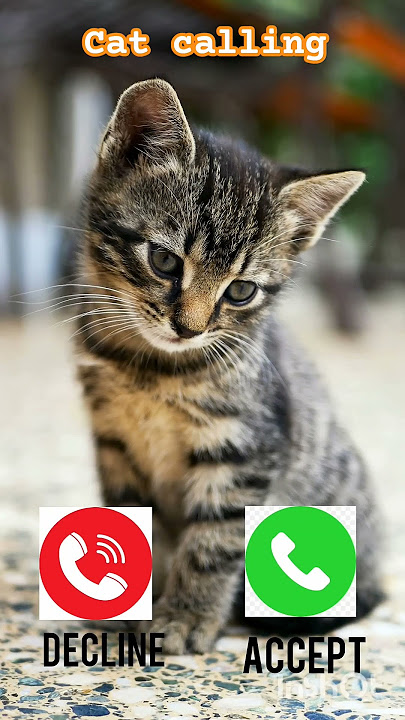 Hello #nadaderingtelepon #ringtoneiphone #ringtone #funny #ringingtone #smartphone #shorts
