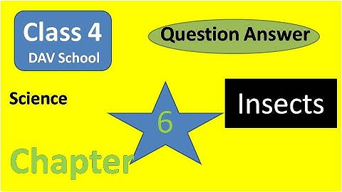 DAV Class 4 Science Chapter 6 question answer Insects