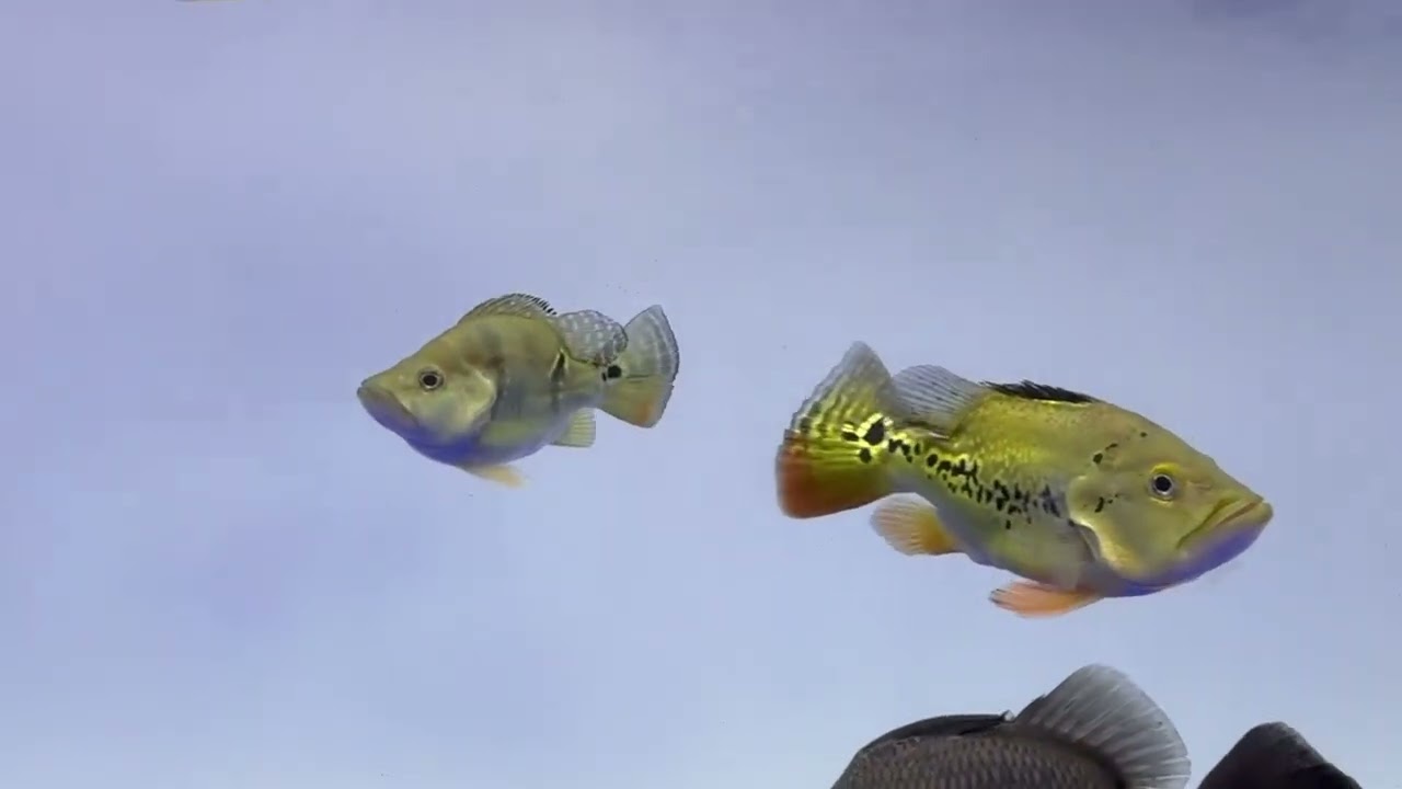 キングコング20241109キクラショートボディ&ウルトラショートボディ 