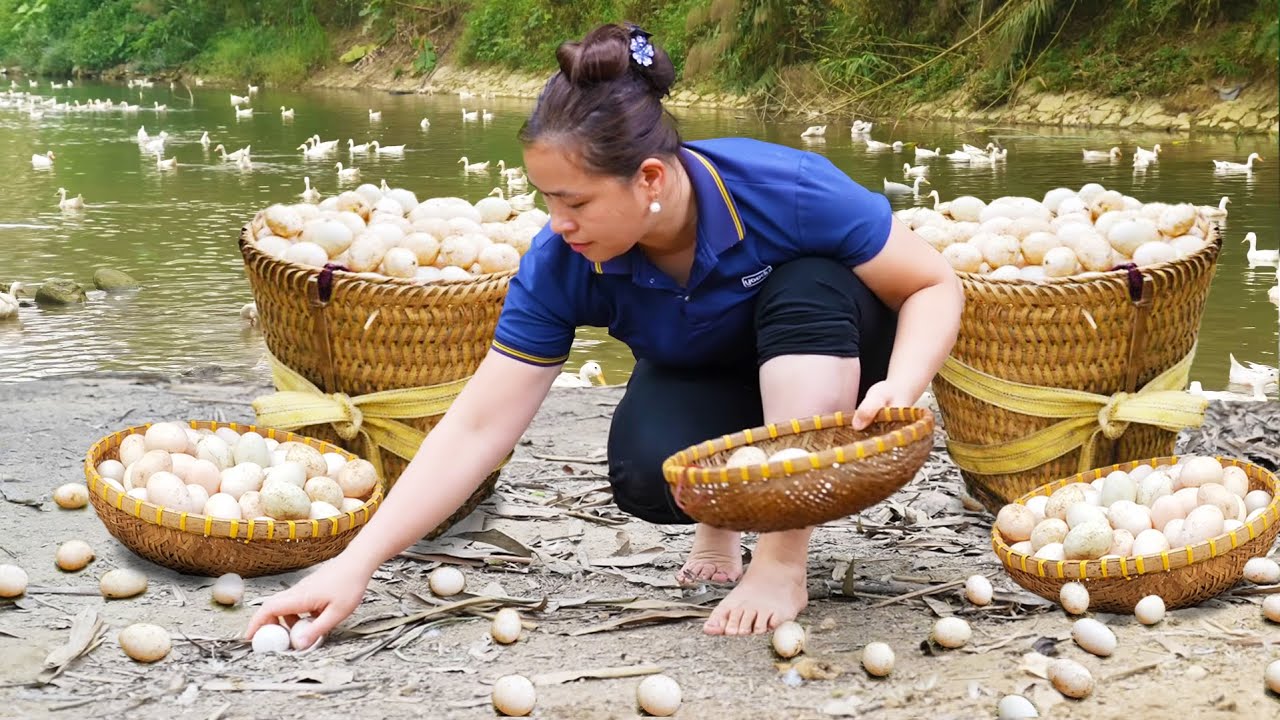 How to Collect Duck Eggs to Sell at the Market, Make Soy Sauce Marinated Eggs | LTC - Free Bushcraft