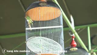 LOVEBIRD PAINEM DUA KALI NAPAS TUNTAS