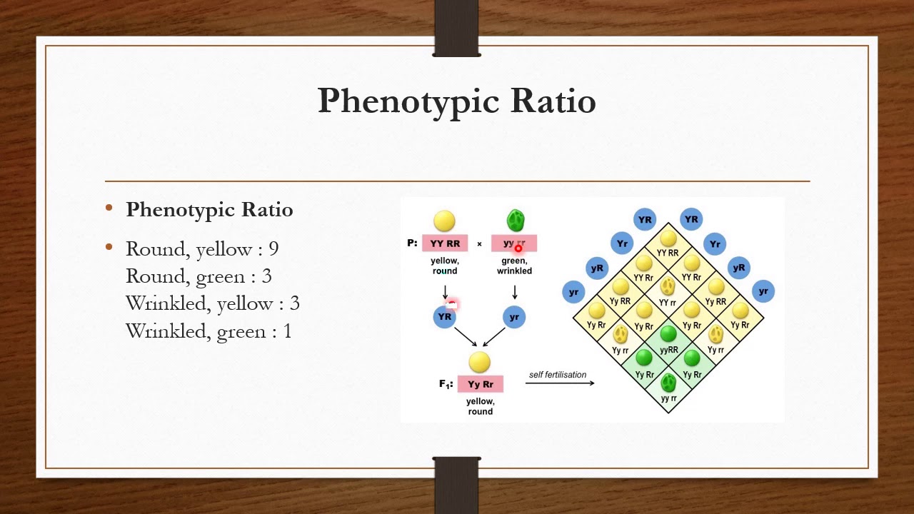 CLASS 10TH SUBJECT BIOLOGY CHAPTER 3 Dihybrid Cross BY GUNJAN GUPTA class-10th-subject-biology-chapter-3-dihybrid-cross-by-gunjan-gupta