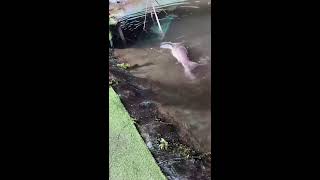Bethany Sullivan Live Stream