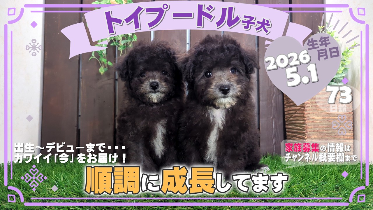古布を纏ったトイプードル雛 トイプードル子犬｜2026.5.1生（73日齢）｜グレー｜男の子・女の子