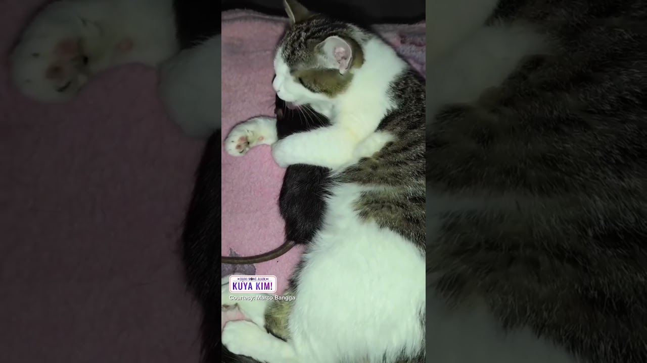 Daga, kaibigan ng pusa? | Dami Mong Alam, Kuya Kim!