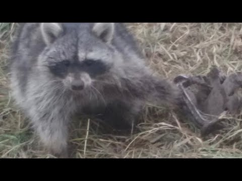 Raccoon Trapping North