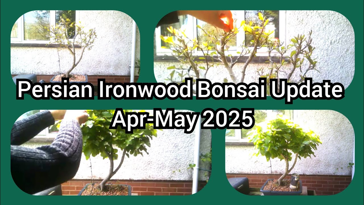 Persian Ironwood Bonsai Update Apr May 2025