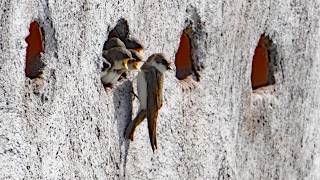 Harper's Sand Martin Nest Banks Cam Live Stream