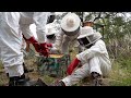 Elephants Alive - Bee hives inspection &amp; preparation for human-elephant conflict mitigation 🐝