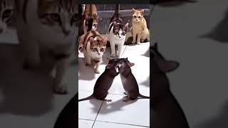CATS CALMLY WATCHES TWO RATS FIGHT LIKE A REFEREE! 😂🐱🐀🐀 #shorts #cats #rat