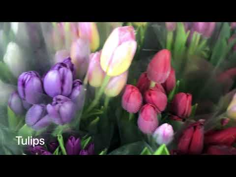 Video: Kapag Ang Mga Tulip At Liryo Ay Nakatanim Sa Lupa